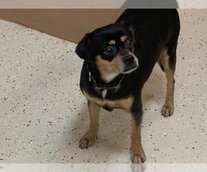 Chihuahua-Unknown Mix Dogs for adoption in Leesburg, FL, USA