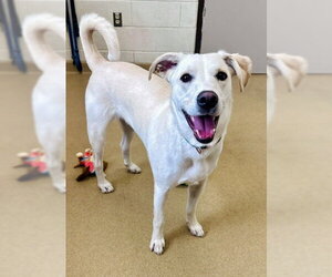 Pyrenees Catahoula Dogs for adoption in Derwood, MD, USA