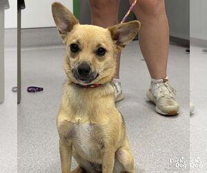 Chihuahua-Unknown Mix Dogs for adoption in Washington, DC, USA
