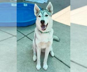 - Mix Dogs for adoption in Sacramento, CA, USA