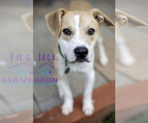 Mutt Dogs for adoption in Omaha, NE, USA