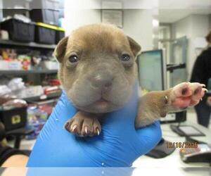 American Pit Bull Terrier-Unknown Mix Dogs for adoption in Oklahoma City, OK, USA
