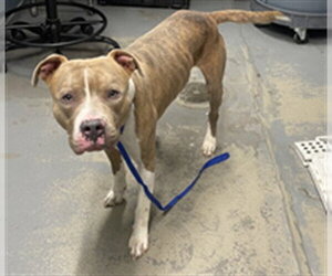 American Bulldog-American Staffordshire Terrier Mix Dogs for adoption in Tallahassee, FL, USA