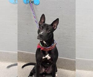 Mutt Dogs for adoption in Las Vegas, NV, USA