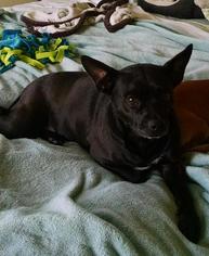 Boston Terrier Dogs for adoption in Rochester, MN, USA