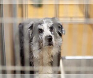 Australian Shepherd Dogs for adoption in Martinez, CA, USA