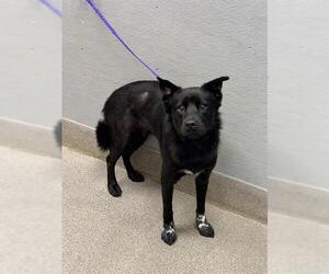 German Shepherd Dog-Unknown Mix Dogs for adoption in Las Vegas, NV, USA