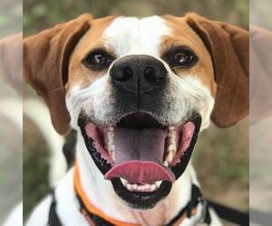 Pointer Dogs for adoption in Franklin, TN, USA