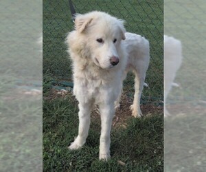 Great Pyrenees Dogs for adoption in Franklin, TN, USA