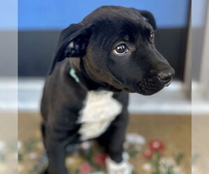 Labrador Retriever-Unknown Mix Dogs for adoption in Brooklyn Center, MN, USA