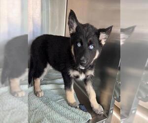 - Mix Dogs for adoption in Norco, CA, USA
