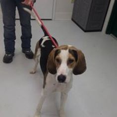 English Foxhound Dogs for adoption in Mt. Gilead, OH, USA
