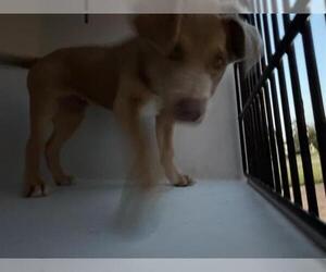 Australian Shepherd Dogs for adoption in Houston, TX, USA