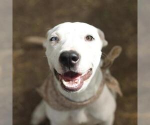 American Staffordshire Terrier-Unknown Mix Dogs for adoption in San Antonio, TX, USA