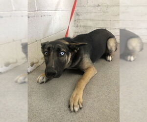 German Shepherd Dog Dogs for adoption in San Bernardino, CA, USA