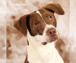 Labrador Retriever-Unknown Mix Dogs for adoption in Brooklyn Center, MN, USA