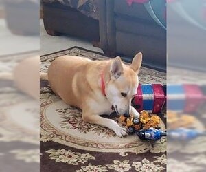 Ibizan Hound Dogs for adoption in Hudson, NY, USA