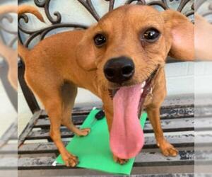 Medium Photo #1 Beagle Puppy For Sale in Tempe, AZ, USA