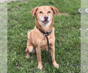 Golden Retriever-Unknown Mix Dogs for adoption in Modesto, CA, USA