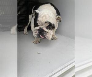 Bulldog Dogs for adoption in Houston, TX, USA