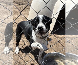 Border Collie-Unknown Mix Dogs for adoption in Amarillo, TX, USA