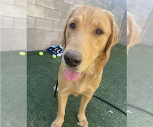 Golden Retriever-Unknown Mix Dogs for adoption in Lakewood, CO, USA