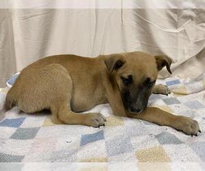 German Shepherd Dog-Unknown Mix Dogs for adoption in Modesto, CA, USA
