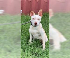 Rat-Cha Dogs for adoption in Pleasanton, TX, USA