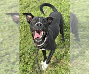Labrador Retriever-Unknown Mix Dogs for adoption in Fort Lauderdale, FL, USA