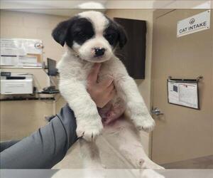 Labrador Retriever-Unknown Mix Dogs for adoption in Conroe, TX, USA