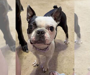 Medium Photo #2 Boston Terrier Puppy For Sale in Staten Island, NY, USA