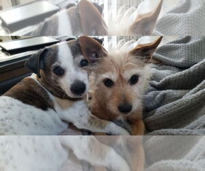 Mutt Dogs for adoption in Royal Palm Beach, FL, USA