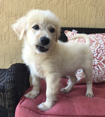 Small Collie-Keeshond Mix