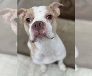 Boxer-Unknown Mix Dogs for adoption in Holly Springs, NC, USA