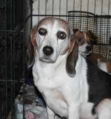 Beagle Dogs for adoption in Crandall, GA, USA