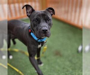 Mutt Dogs for adoption in Las Vegas, NV, USA