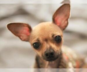 Chihuahua Dogs for adoption in Cookeville, TN, USA