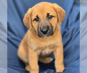 Labrador Retriever-Unknown Mix Dogs for adoption in San Diego, CA, USA