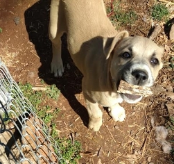Mountain Cur Dogs for adoption in Rutledge, TN, USA