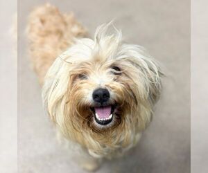 Poodle (Miniature)-Unknown Mix Dogs for adoption in Aurora, CO, USA