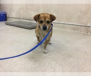 Chihuahua Dogs for adoption in Riverside, CA, USA