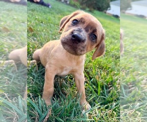 Golden Dox Dogs for adoption in Roxboro, NC, USA