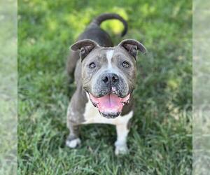 American Pit Bull Terrier Dogs for adoption in Modesto, CA, USA