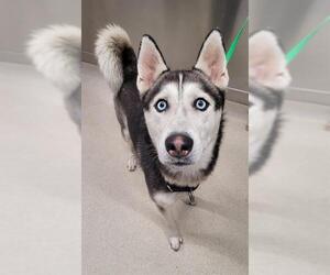 Siberian Husky Dogs for adoption in Fairbanks, AK, USA