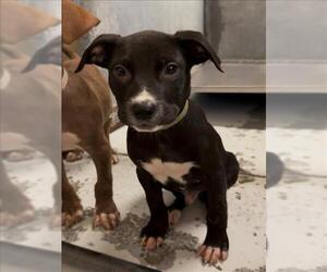 Labrador Retriever-Unknown Mix Dogs for adoption in Conroe, TX, USA