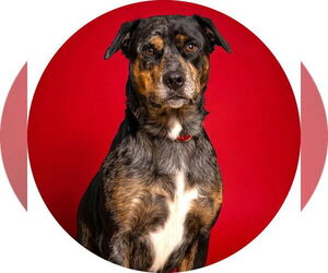 Rottweiler-Unknown Mix Dogs for adoption in Rowlett, TX, USA