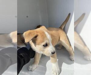 Huskies -Labrador Retriever Mix Dogs for adoption in Houston, TX, USA