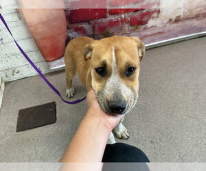 German Shepherd Dog-Unknown Mix Dogs for adoption in San Bernardino, CA, USA