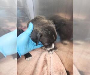 Mutt Dogs for adoption in San Antonio, TX, USA
