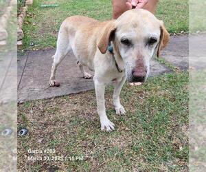Labrador Retriever Dogs for adoption in San Antonio, TX, USA